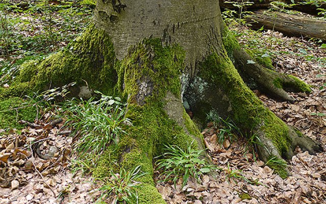 Baumwurzeln im Wald – Symbol für Abschied und Neubeginn