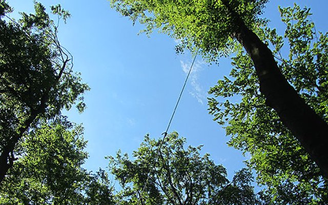 Wald im Winterlicht bei Rotenberg
