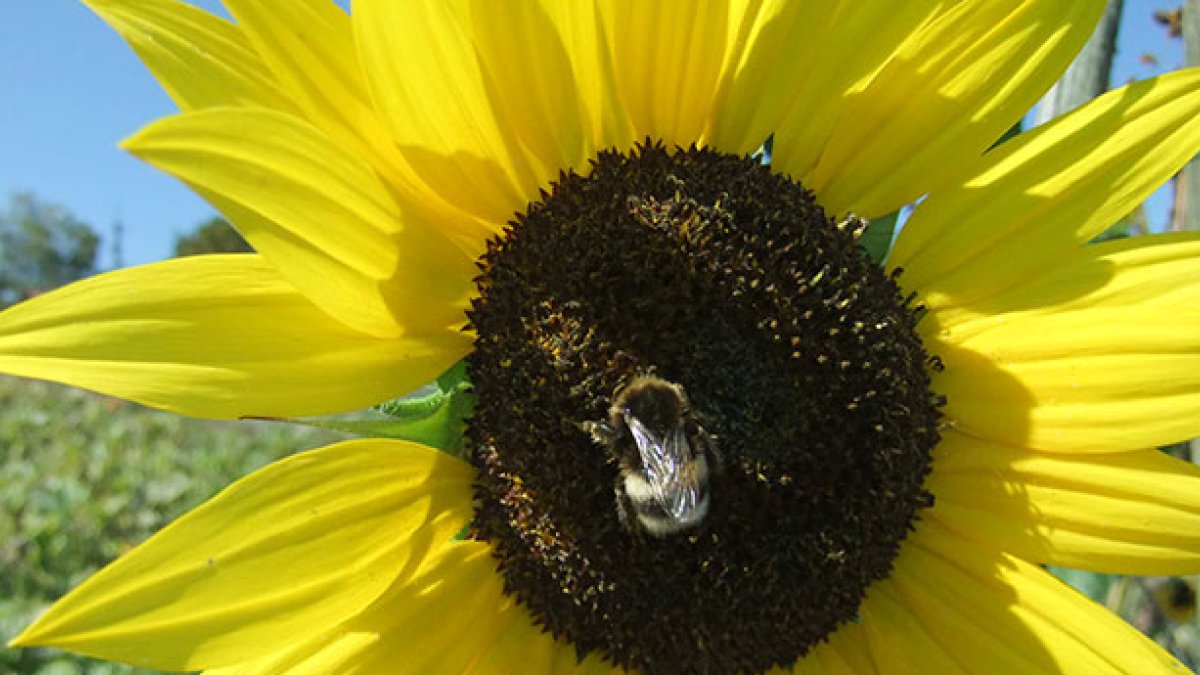 Sonnenblumen und Herbststimmung