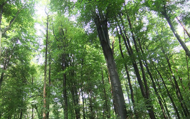 Herbstliche Natur am Württemberg